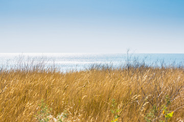  summer seascape with dry yellow grass and a cloudless sky