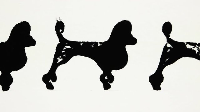 Black silhouettes of poodle on the white background, graphic arts
