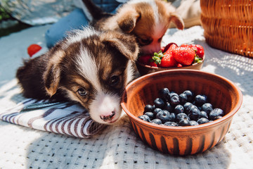 Puppies eating strawberries and blue berries together from bowls during picnic at sunny day