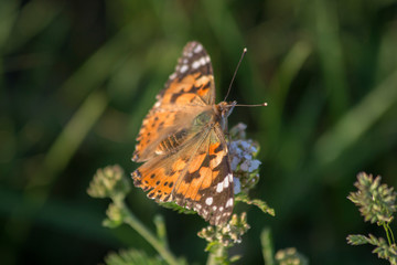 Butterfly Hives in the grass