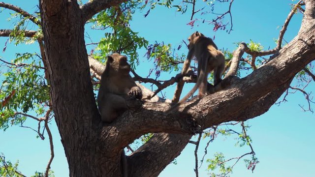 Two monkeys sitting on the tree branches in Baluran National Park at East Java, Indonesia. Shot in 4k resolution