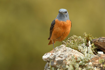 Macho de roquero rojo en la sierra abulense.Avila