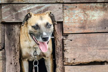 adult dog looks out of its doghouse with a sly look
