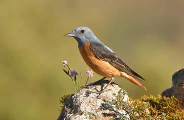 Fototapeta premium Macho de roquero rojo en la sierra abulense.Avila