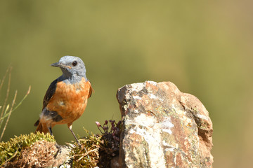 Macho de roquero rojo en la sierra abulense.Avila