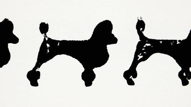 Black silhouettes of poodle on the white background, graphic arts