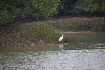 White stroke, mangrooves, Bhitarkanika National Park, Odisha, India