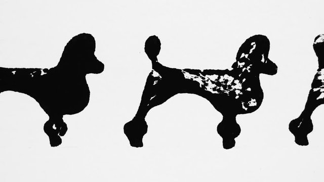 Black silhouettes of poodle on the white background, graphic arts