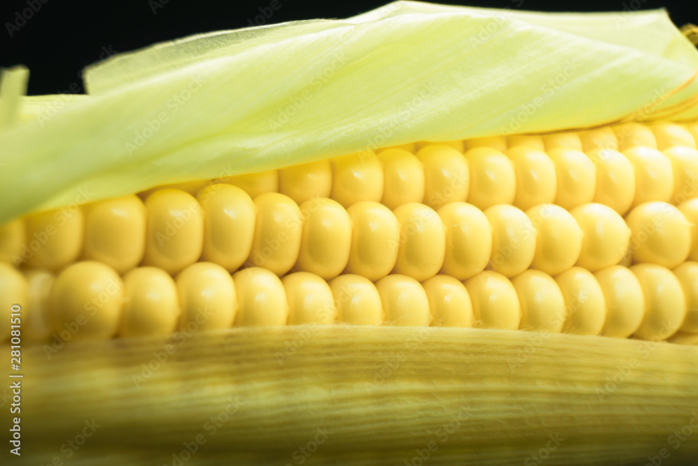 Poster close up beautiful fresh corn maze on a black background. macro view.