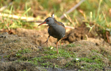 rascon corretea por las orillas del rio
