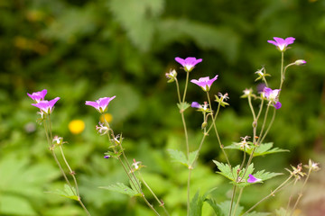 Garden flowers. Beautiful natural background flowers.