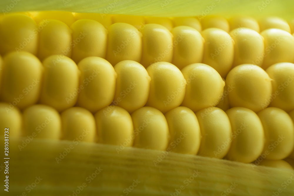 Poster close up beautiful corn maze background. macro view.