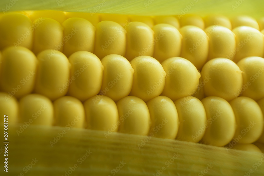 Poster close up beautiful corn maze background. macro view.
