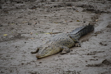 Salt Water Crocodiles, mangrooves, Bhitarkanika National Park, Odisha, India