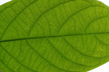 Fototapeta na wymiar The form of leaves of green leaves