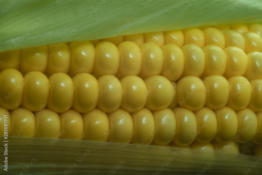 Poster close up beautiful corn maze background. macro view.