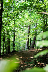 Obraz premium Wohldorfer Wald near Hamburg, Germany