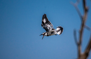 Pied Kingfisher in flight