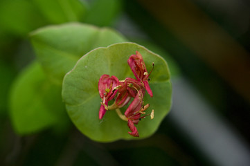 beautiful honeysuckle flower from my garden
