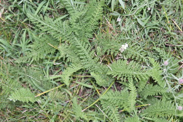 fern in the forest
