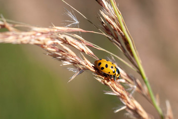Insect on a blade of grass. Macro shot of an insect in natural lighting. Natural background