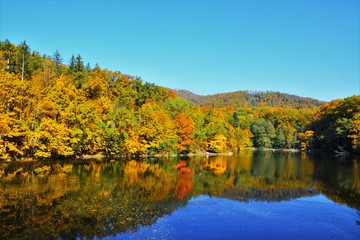 forest and lake in autumn
