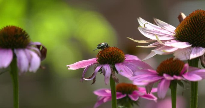 Japanese beetle on purple coneflower