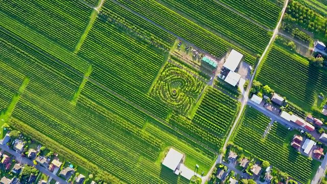 Aerial, top down, drone shot, descending down towards a heart shaped maze, in middle of green, apple orchard rows, on a sunny day, in Hamburg, Germany