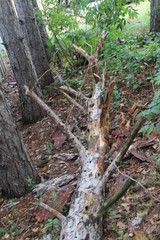 fallen tree in forest