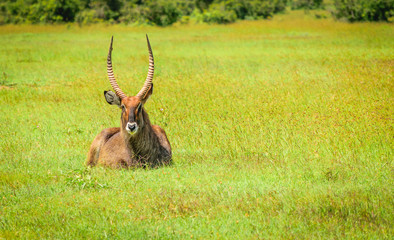 A Watrebuck Resting in the fields