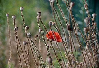 beautiful red wild poppy flower