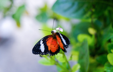 Leopard Lacewing butterfly in the garden sitting on a Bush