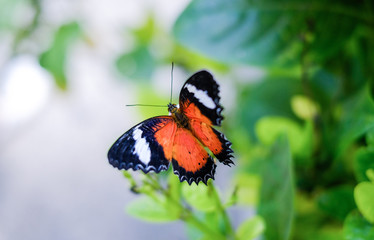 Fototapeta na wymiar Leopard Lacewing butterfly in the garden sitting on a Bush