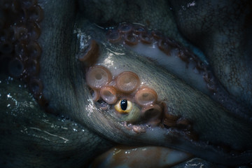 The tentacles and eye of octopus