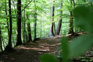 Wohldorfer Wald near Hamburg, Germany