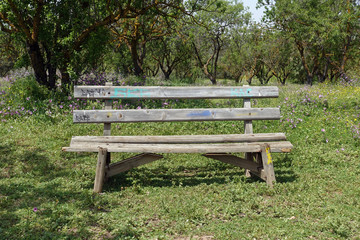 wooden bench under trees