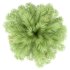 chilean wine palm tree isolated on white background. top view