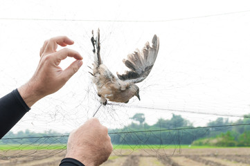 Bird were caught by gardener hand holding on a mesh on white background,Illegal Bird Trap
