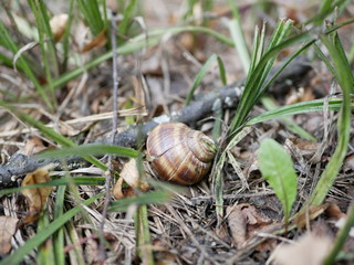 grape snail on moss and green grass on a Sunny summer day. large terrestrial gastropod mollusk.  agricultural pest. delicacy. dietary shellfish meat. country walk in the forest in July.