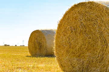 Straw Bales on the Bright Yellow Field under Blue Sky.