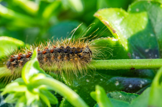 Chenille