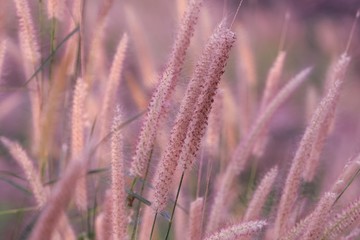 Mission flower or Feather Pennisetum tilting under wind in field, Pink grass flower for romantic love background.