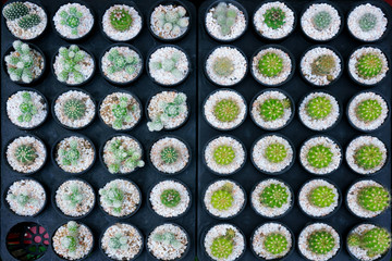Cactus small there are many varieties in a pot. Placed in many small pots top view