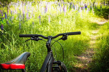 Fototapeta na wymiar bike on the background of the path going through the forest and clearing with lupins