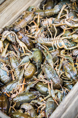 many fresh crayfish in a drawer in a supermarket, restaurant or market window