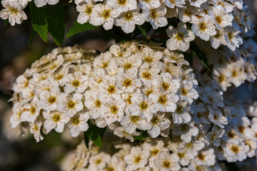 Hawthorn.  Hawthorn is a very ramified shrub or small tree, twisted and thorny, belonging to the...