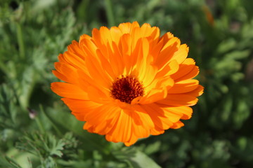 orange flower