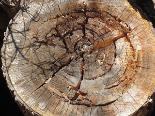Wooden texture of cut tree trunk background