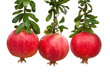 Three ripe pomegranates with leaves on a branch