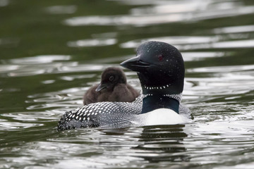 closeup loon and baby swimming
